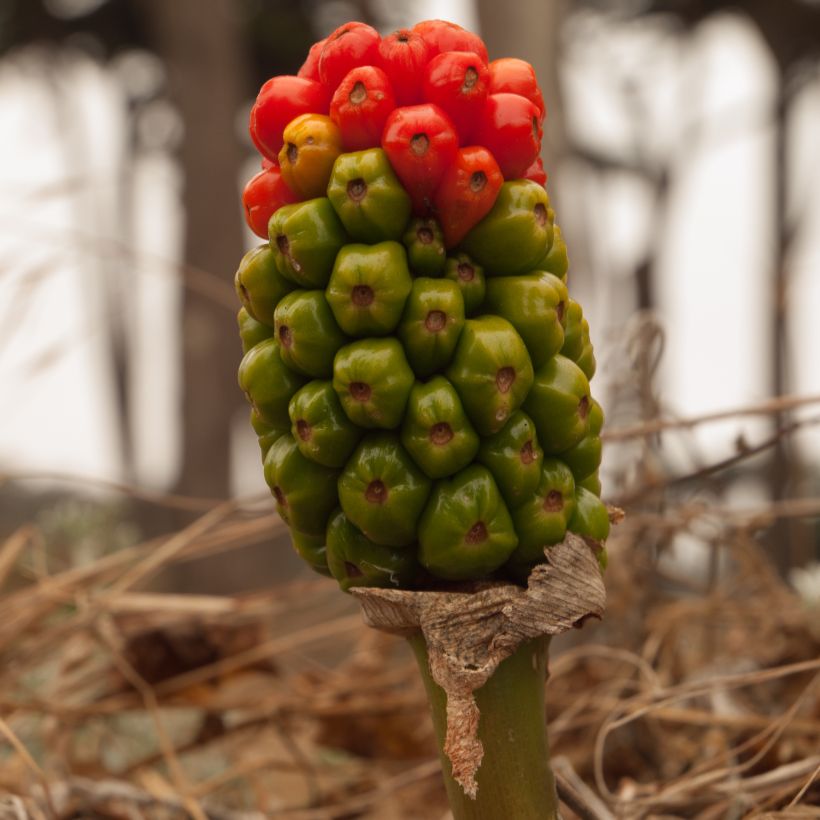 Arum italicum subsp. italicum Marmoratum - Geaderter Aronstab (Ernte)