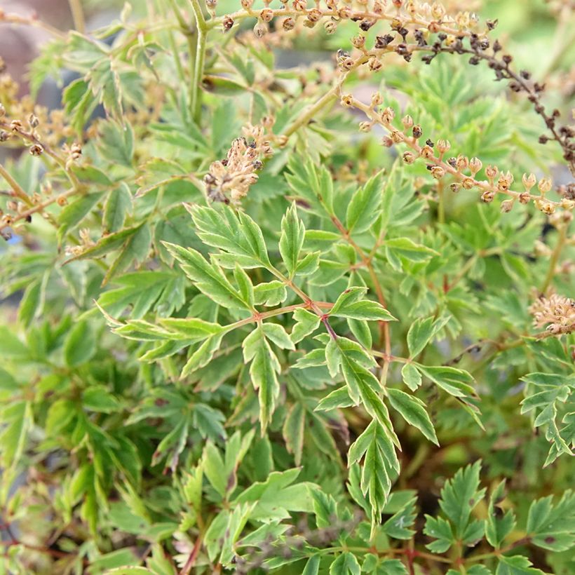 Aruncus Guinea Fowl - Geissbart (Laub)