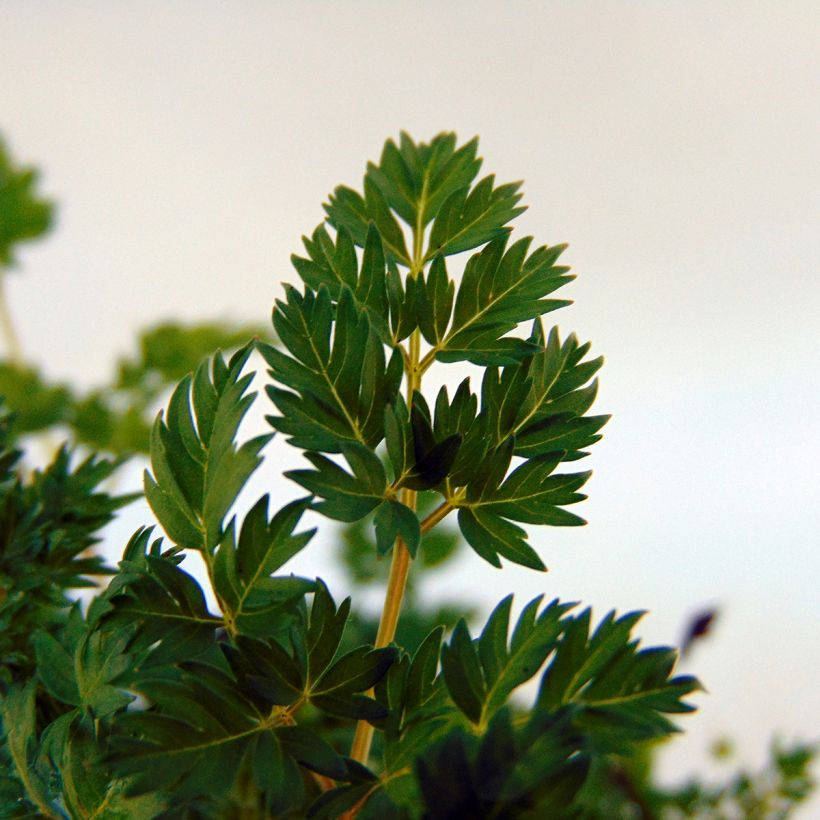 Aruncus aethusifolius - Zwerg-Geißbart (Laub)