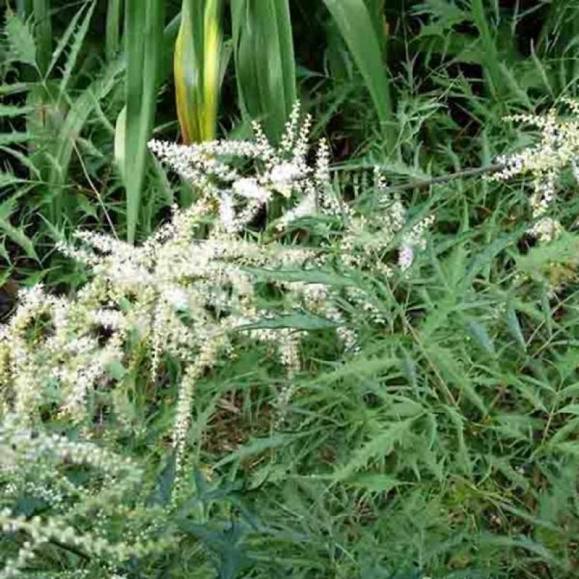 Aruncus dioïcus Kneiffii - Wald-Geissbart (Hafen)