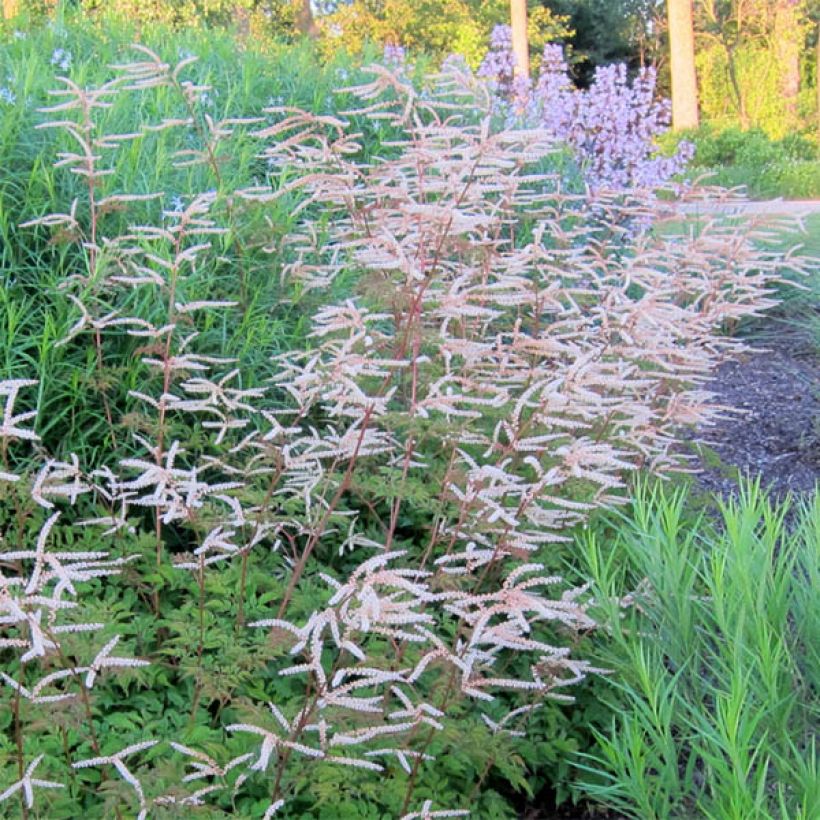 Aruncus Horatio - Geissbart (Blüte)