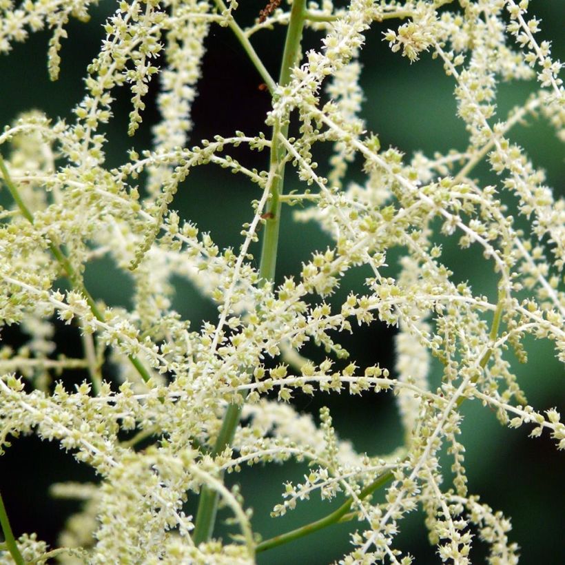 Aruncus Misty Lace - Geissbart (Blüte)