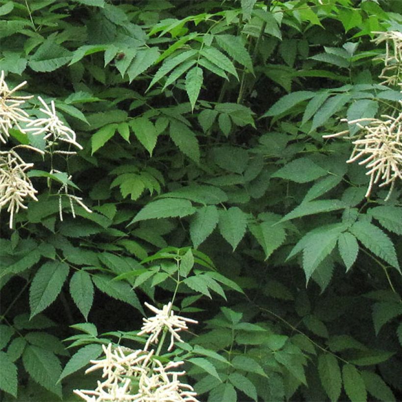 Aruncus sinensis Zweiweltenkind - Wald-Geissbart (Laub)