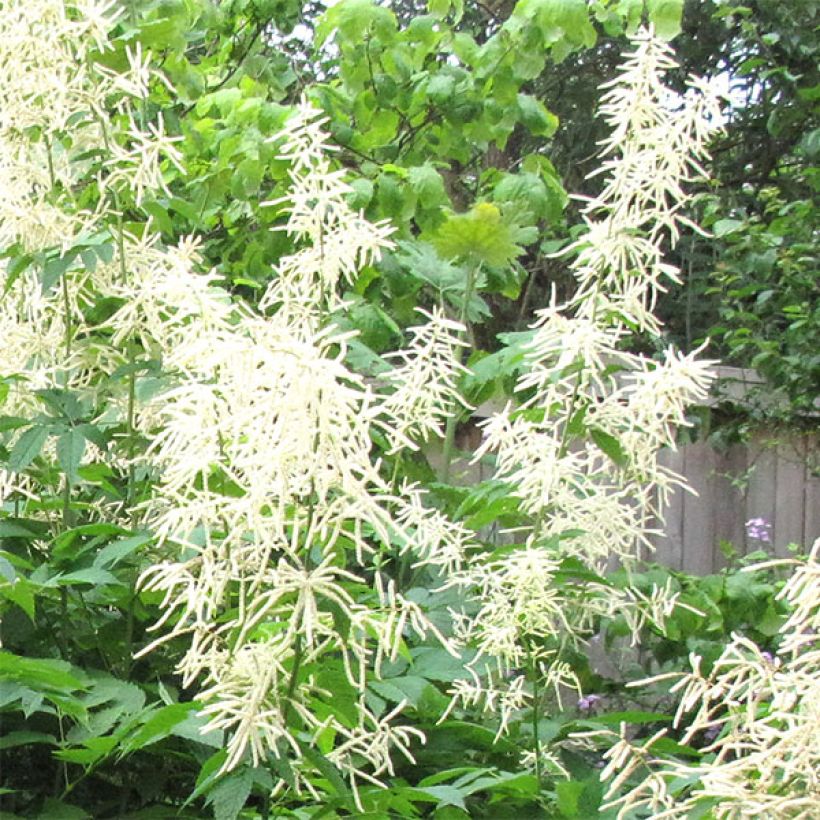 Aruncus sinensis Zweiweltenkind - Wald-Geissbart (Blüte)