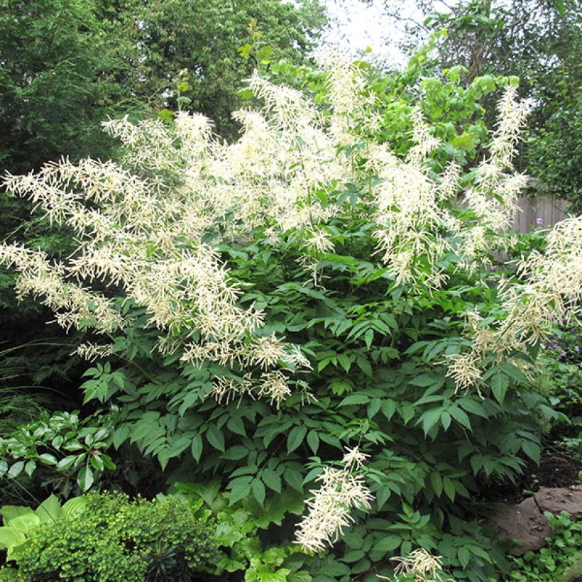 Aruncus sinensis Zweiweltenkind - Wald-Geissbart (Hafen)