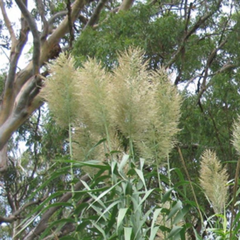 Arundo donax - Spanisches Rohr (Blüte)