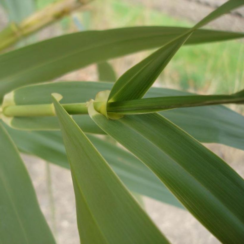 Arundo donax - Spanisches Rohr (Laub)