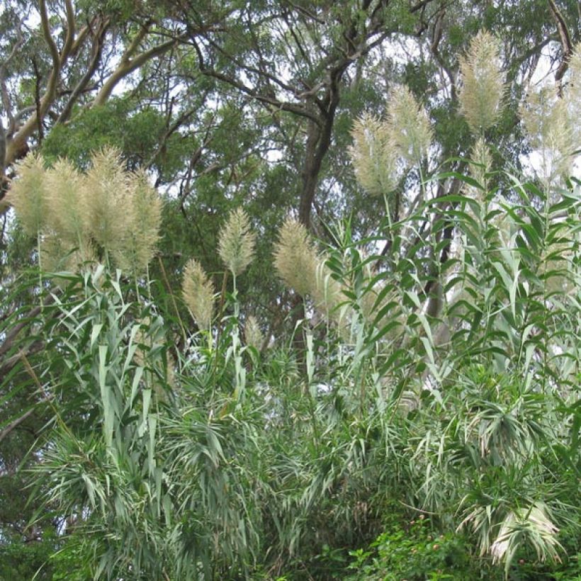 Arundo donax - Spanisches Rohr (Hafen)