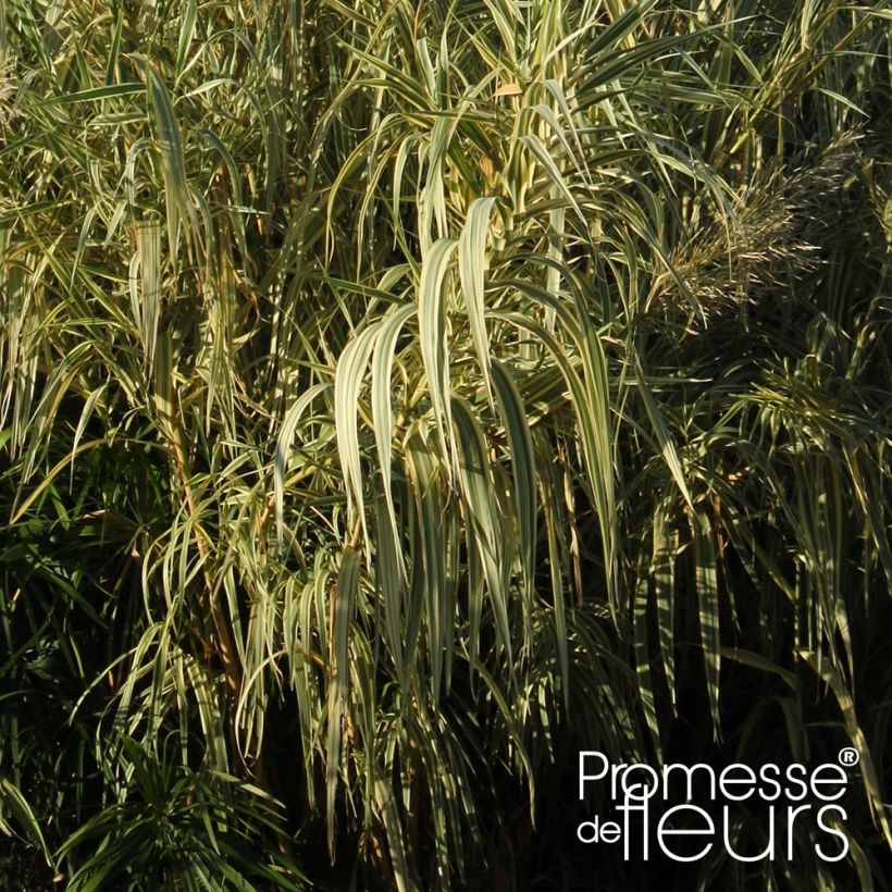 Arundo donax Aureovariegata - Spanisches Rohr (Laub)