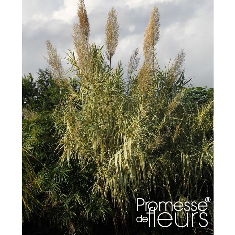 Arundo donax Aureovariegata - Spanisches Rohr (Hafen)