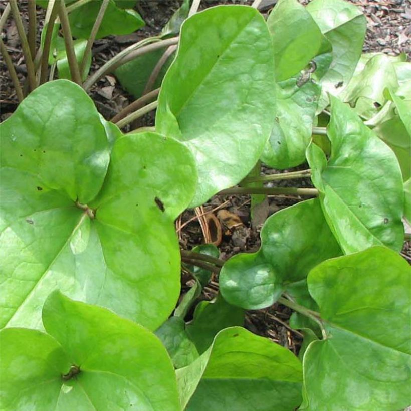 Asarum arifolium - Haselwurz (Laub)