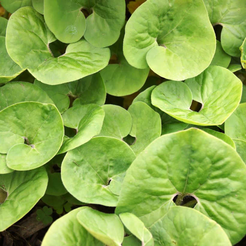 Asarum canadense - Kanadische Haselwurz (Laub)