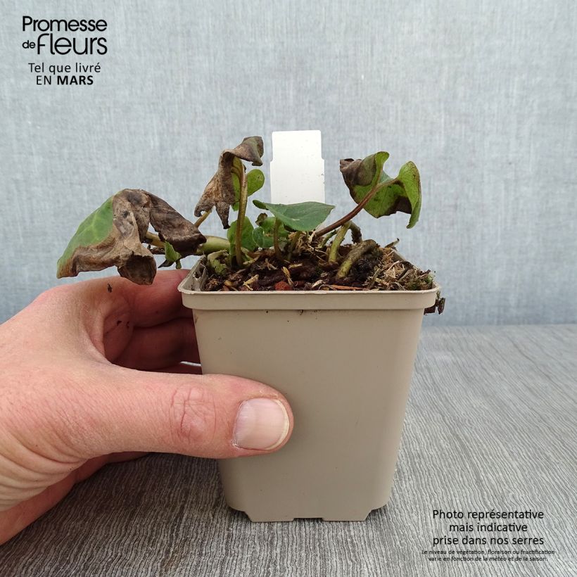 Exemplar von Asarum caudatum - Asaret Godet de 9cm wie im Winter geliefert