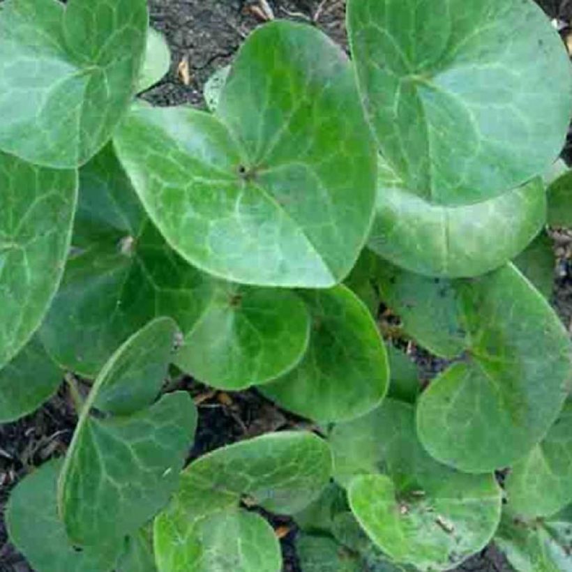 Asarum europaeum - Gewöhnliche Haselwurz (Laub)