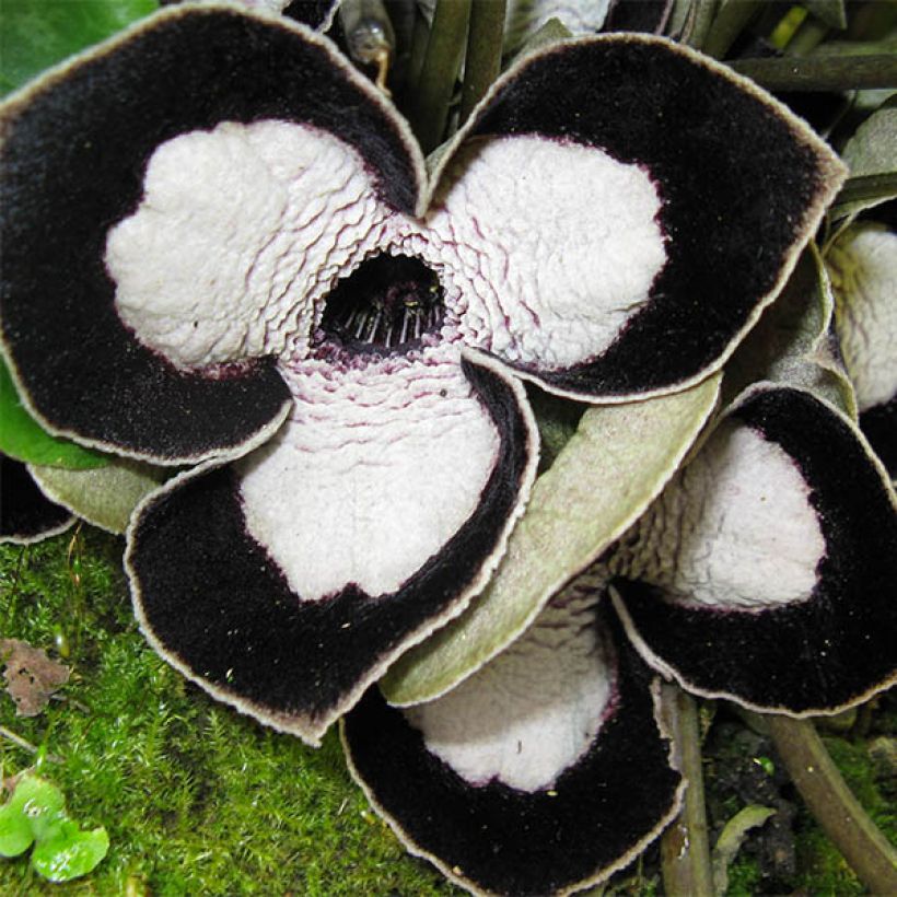 Asarum maximum Giant - Chinesische Haselwurz (Blüte)