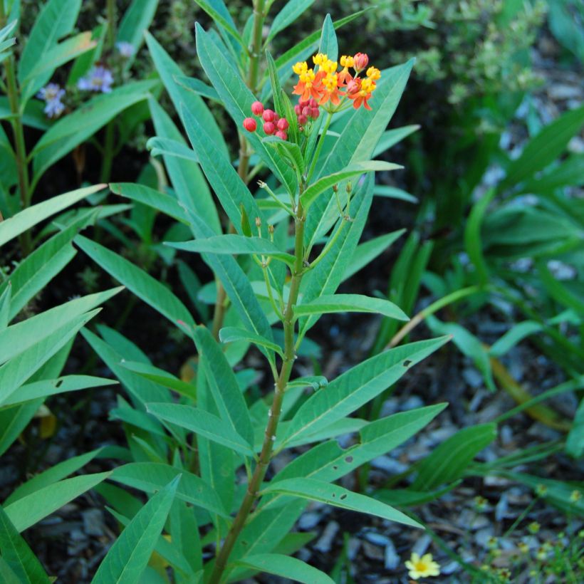 Asclepias curassavica - Curacao-Seidenpflanze (Laub)