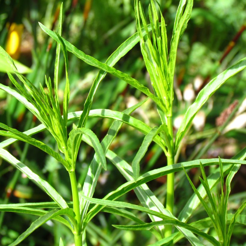 Asclepias fascicularis - Schmalblättrige Seidenpflanze (Laub)