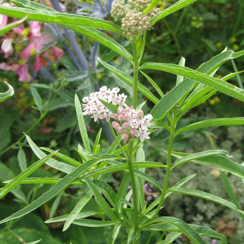 Asclepias fascicularis - Schmalblättrige Seidenpflanze (Hafen)