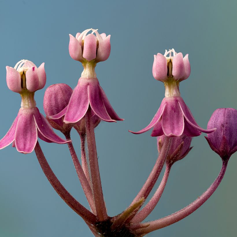 Asclepias incarnata - Rosablühende Seidenpflanze (Blüte)