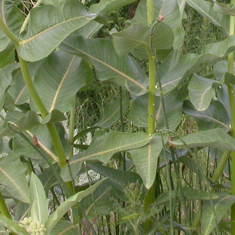 Asclepias speciosa - Prächtige Seidenpflanze (Laub)