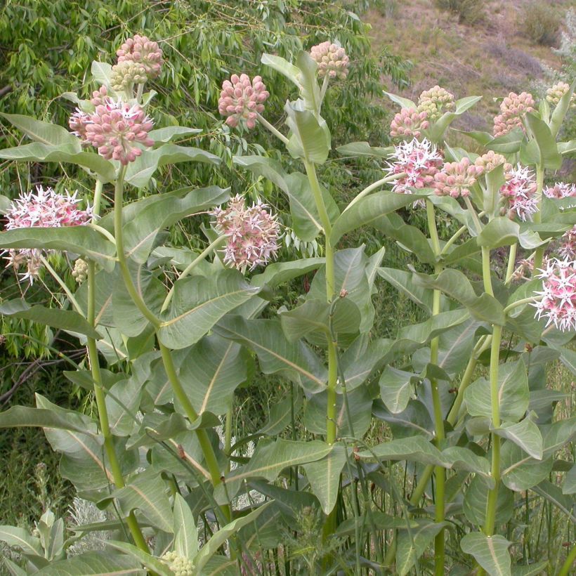 Asclepias speciosa - Prächtige Seidenpflanze (Hafen)