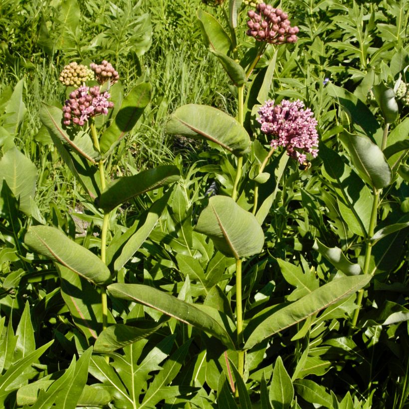 Asclepias sullivantii - Sullivants Seidenpflanze (Hafen)