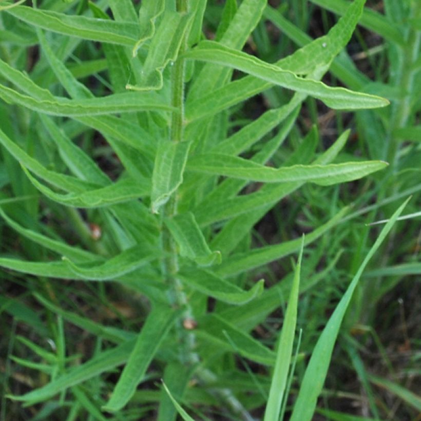 Asclepias tuberosa - Knollige Seidenpflanze (Laub)