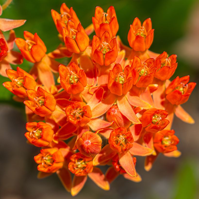 Asclepias tuberosa - Knollige Seidenpflanze (Blüte)