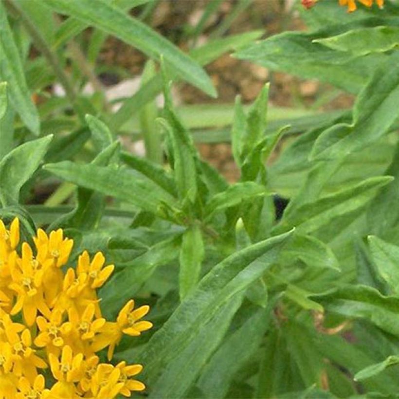 Knollige Seidenpflanze Jaune - Asclepias tuberosa (Laub)