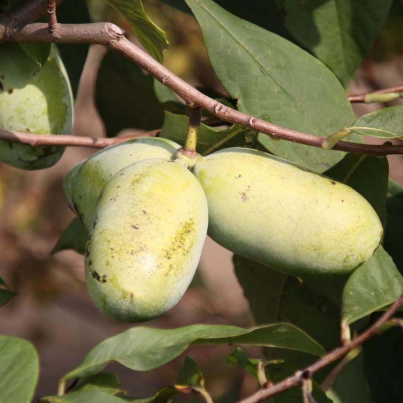 Papau Sunflower - Asimina triloba (Ernte)