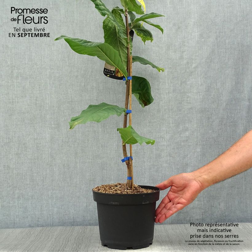 Exemplar von Asimina triloba Susquehanna Peterson Pawpaws en pot de 4l/5l wie im Herbst geliefert