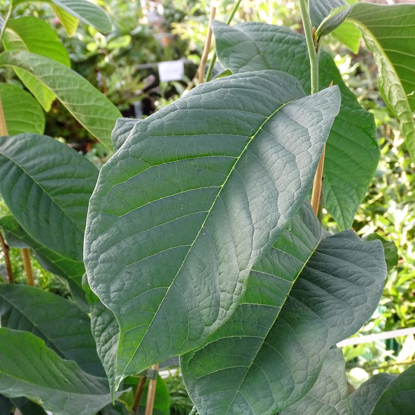 Papau Shenandoah - Asimina triloba (Laub)