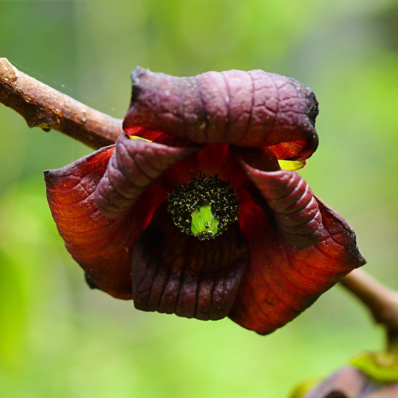 Papau Shenandoah - Asimina triloba (Blüte)