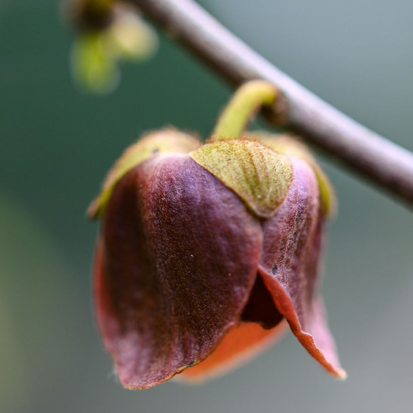 Papau Wells - Asimina triloba (Blüte)