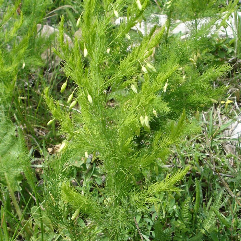 Asparagus pseudoscaber Spitzenschleier - Zierspargel (Hafen)