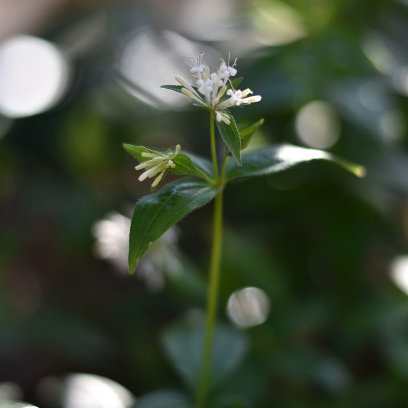 Asperula taurina - Turiner Meister (Blüte)