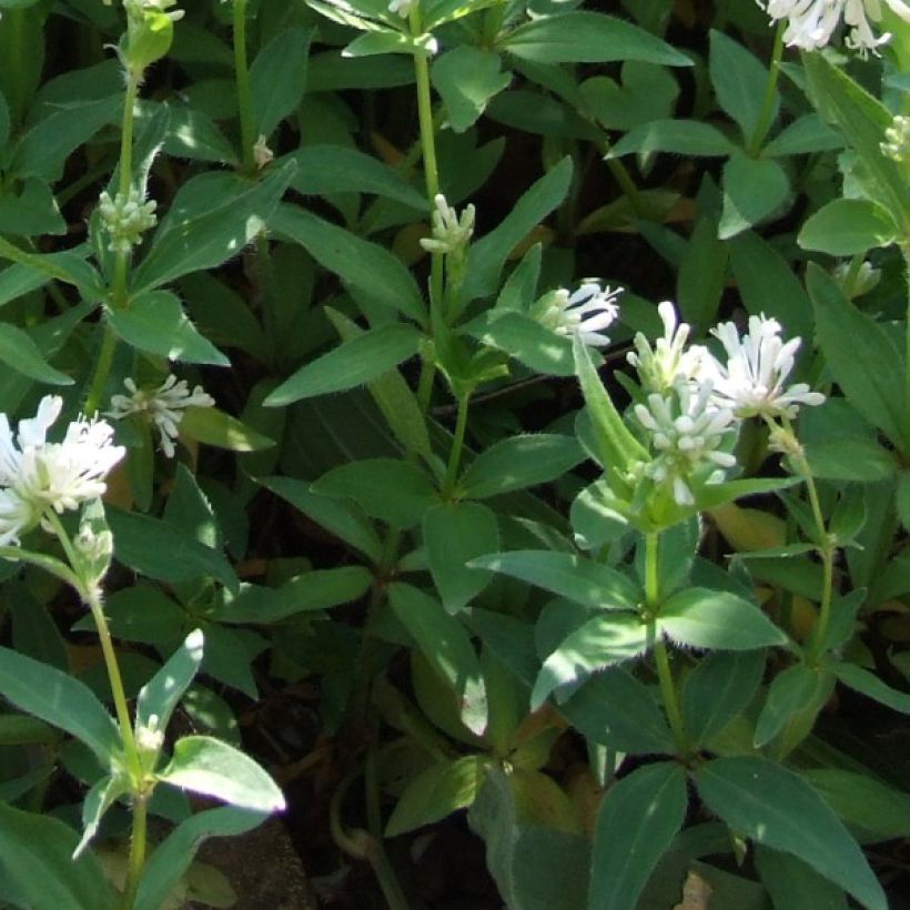 Asperula taurina - Turiner Meister (Laub)