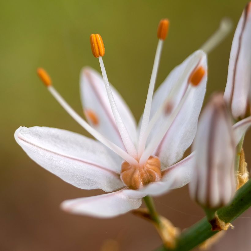 Asphodelus albus - Weißer Affodill (Blüte)