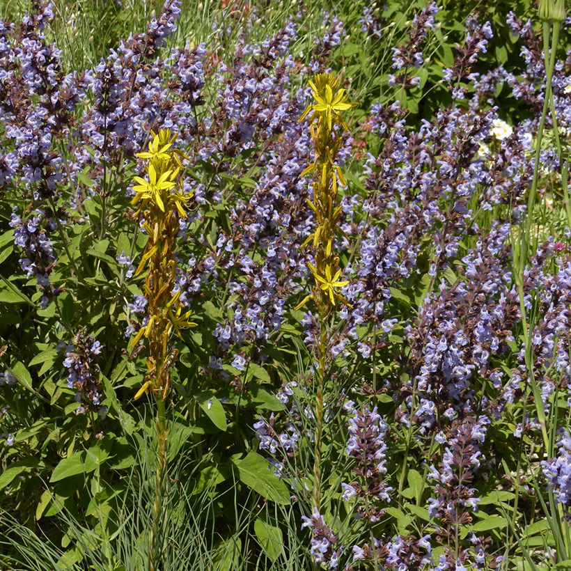 Asphodeline liburnica - Liburnischer Affodill (Hafen)