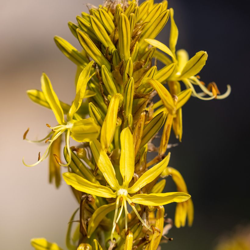 Asphodeline lutea - Große Affodeline (Blüte)