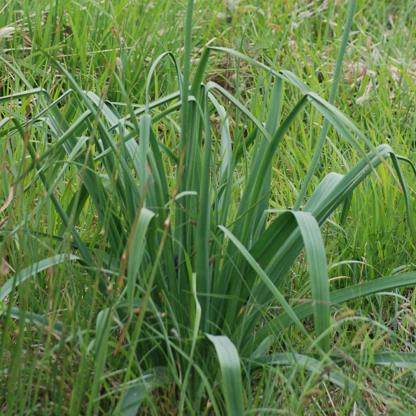 Asphodelus albus - Weißer Affodill (Laub)