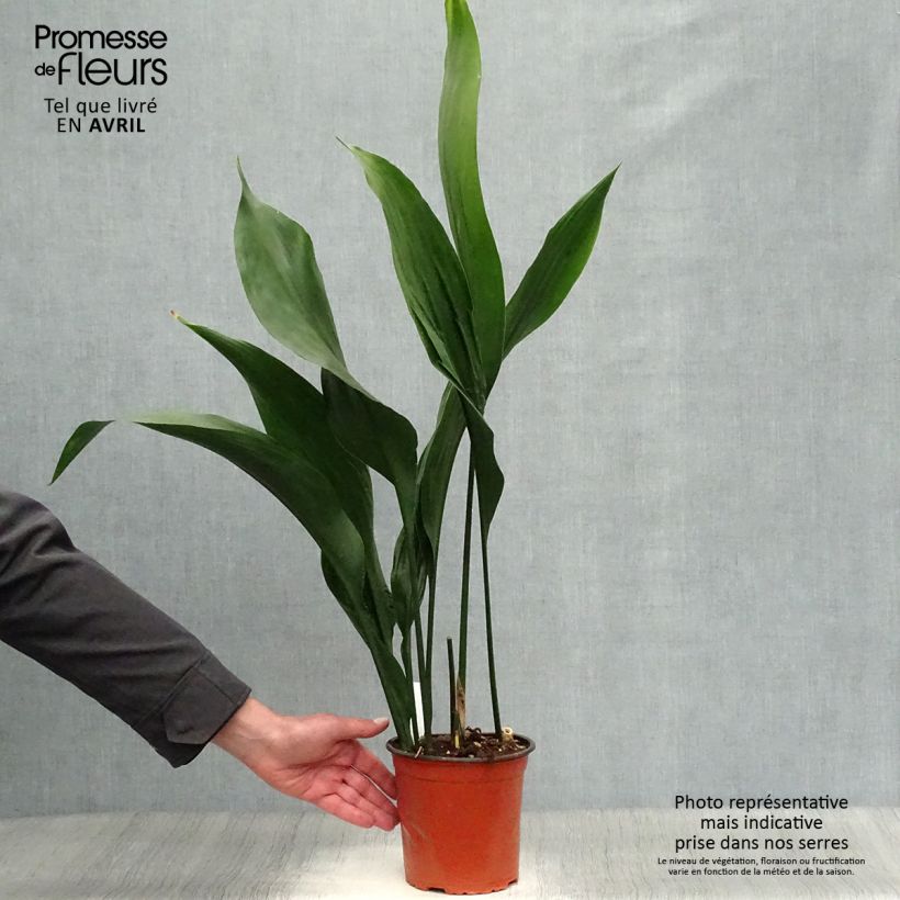 Exemplar von Aspidistra elatior - Aspidistre élevée Pot de 2L/3L wie im Winter geliefert