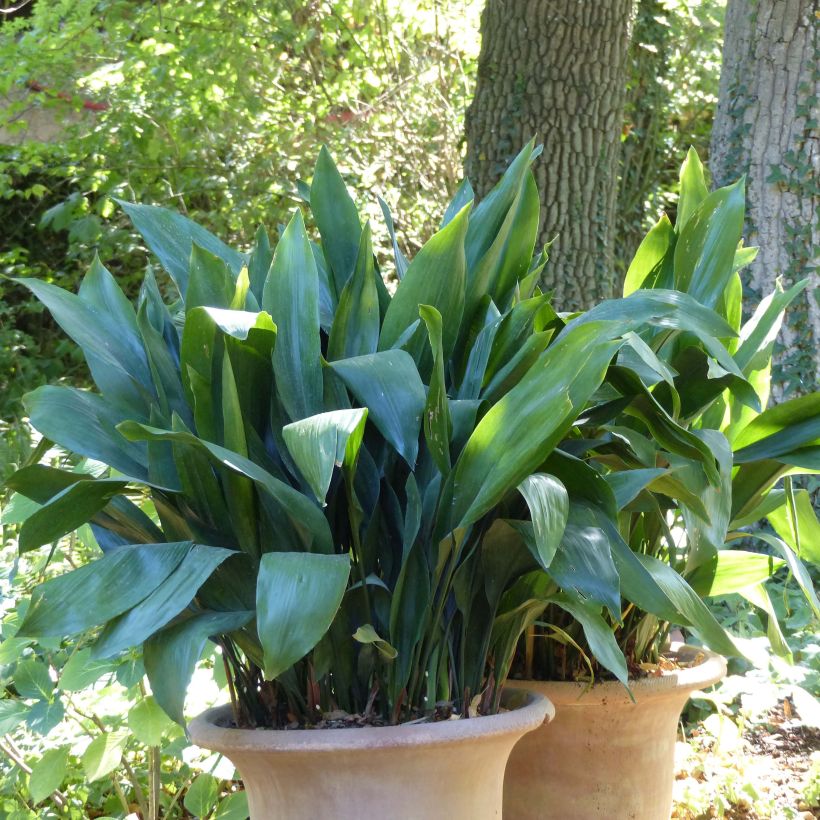 Aspidistra elatior - Schusterpalme (Hafen)