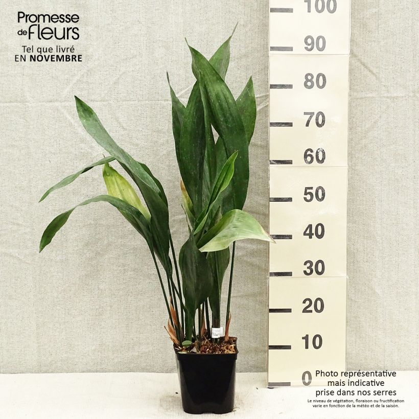 Exemplar von Aspidistra elatior Zebra - Aspidistre élevée Pot de 2L/3L wie im Herbst geliefert