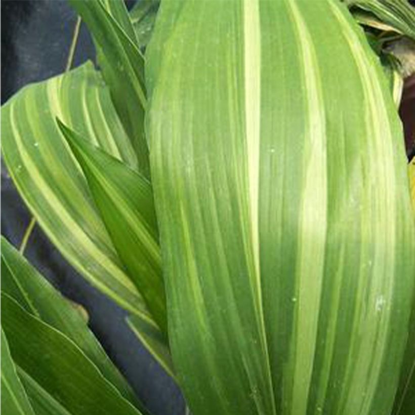 Aspidistra elatior Zebra - Schusterpalme (Laub)