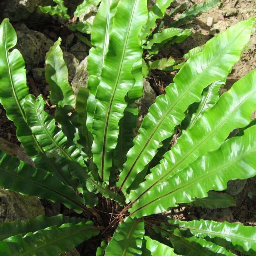 Asplenium scolopendrium Undulatum Group - Hirschzungenfarn (Laub)