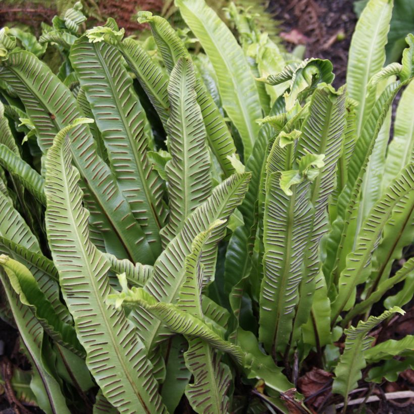 Asplenium scolopendrium Undulatum Group - Hirschzungenfarn (Ernte)