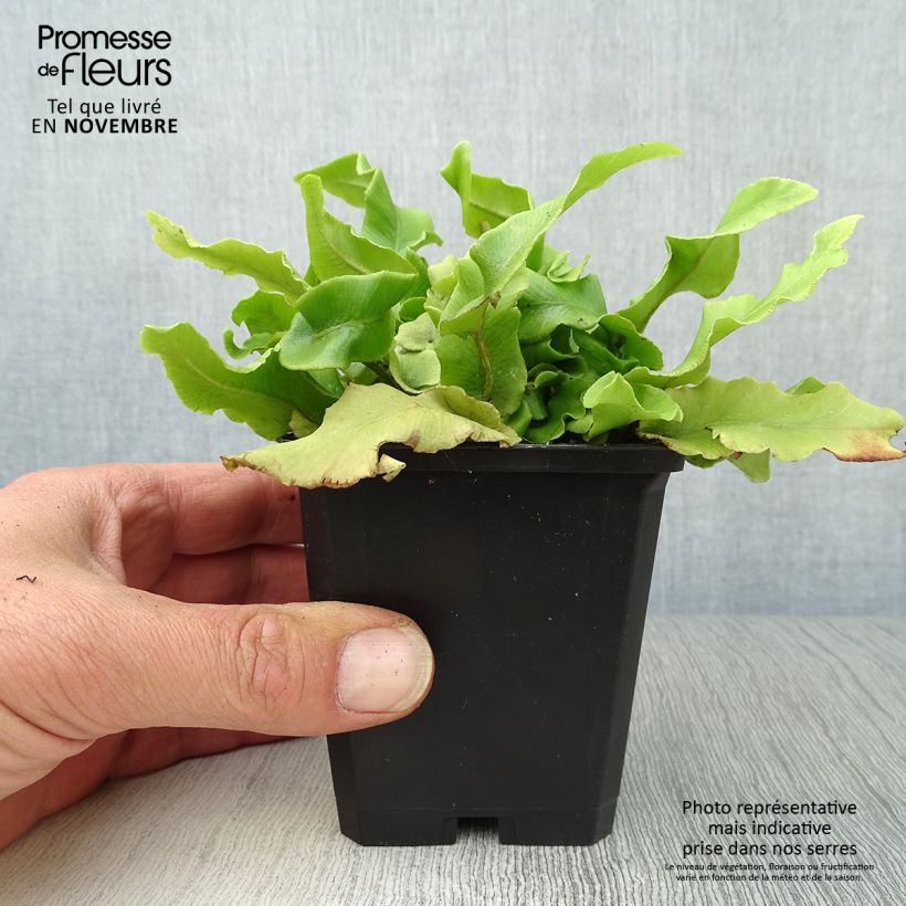 Exemplar von Asplenium scolopendrium Undulatum Group - Fougère scolopendre Godet de 8/9 cm wie im Herbst geliefert