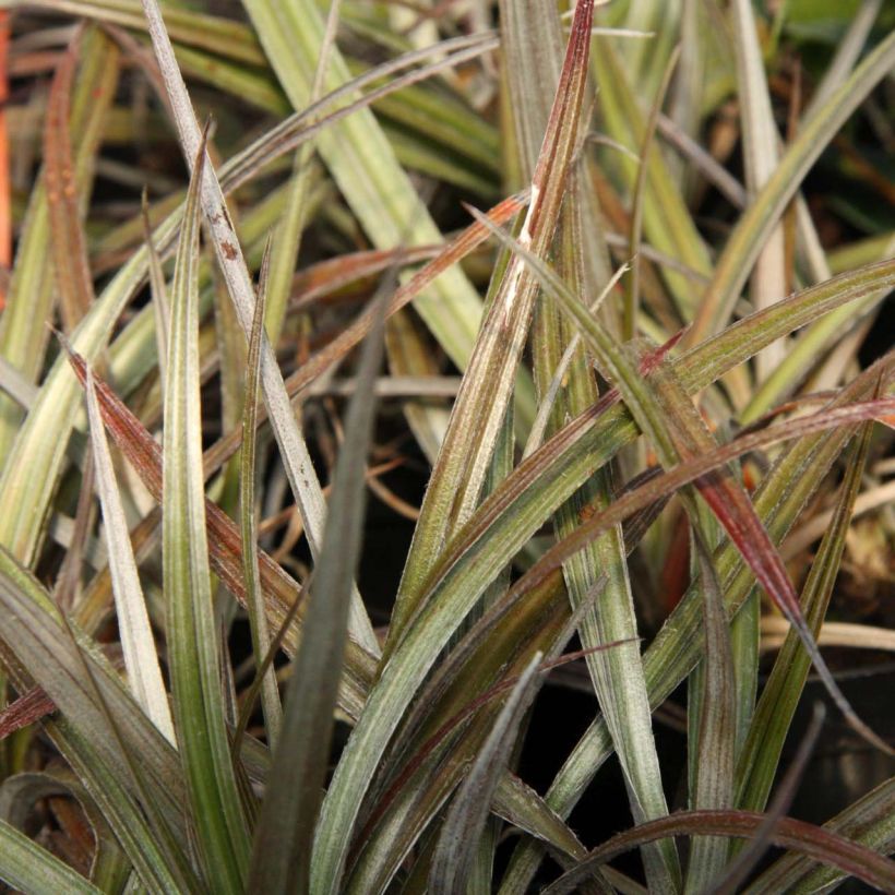 Astelia nivicola Red devil - Astelie (Laub)