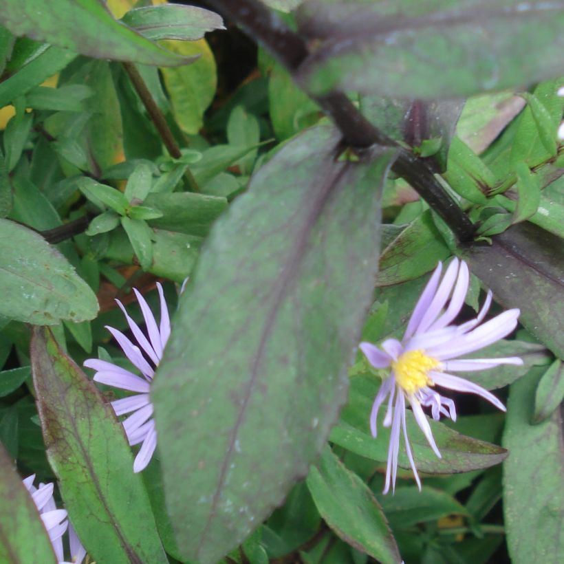 Aster laevis Calliope - Glatte Aster (Laub)